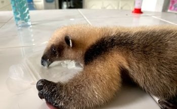 +KOTAS y + Clínica Veterinaria