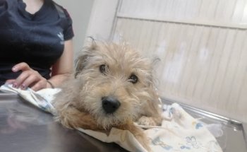 CLINICA VETERINARIA MUPPETS