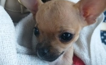 Veterinaria Happy Dog