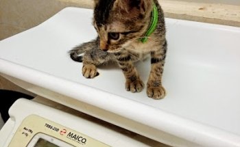 VETERINARIA SAC PEEK