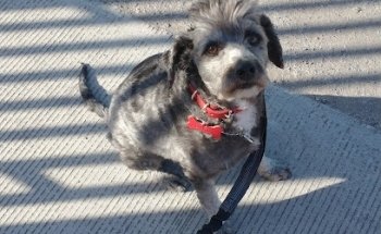 Veterinaria y Centro de Adiestramiento Canino Khugan&Katzen