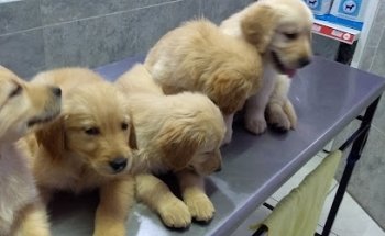 Veterinary Services Zootecnistas