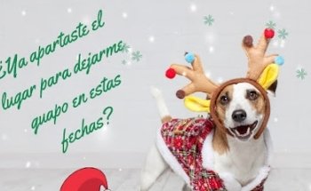 Peek Paws Clinica Veterinaria