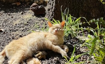 VETERINARIA SAN NICOLÁS