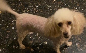 Clinica Veterinaria 2000