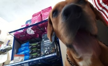 Clínica Veterinaria El Cachorro