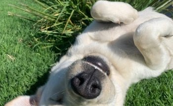 Clínica Integral Veterinaria Chalco