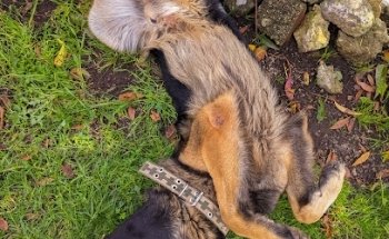 Hospital Veterinario 