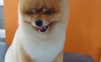 PET HOUSE Acuario, Grooming Y Accesorios