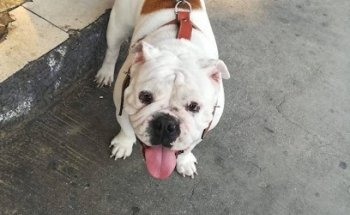 Veterinaria Star Vet