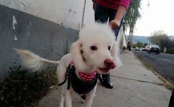 Estética Canina Cokibob