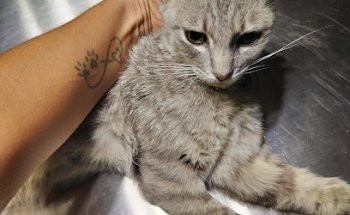 Veterinaria PENNY-PETS