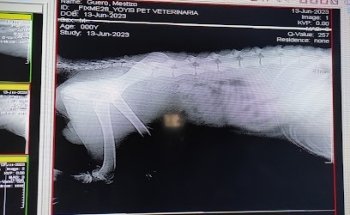 Clínica Veterinaria YoyisPet