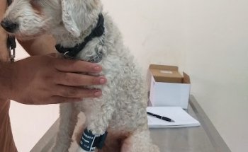 Veterinaria Docktors