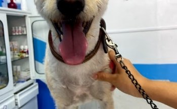 Consultorio veterinario 24 Hrs. VetBlue