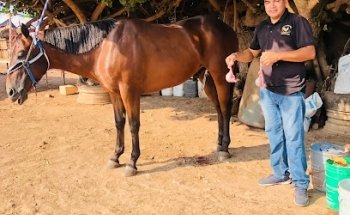 SERVICIOS MEDICOS VETERINARIOS ESPECIALIZADOS EN CABALLOS