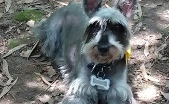 Clínica Veterinaria Doctor Rábago