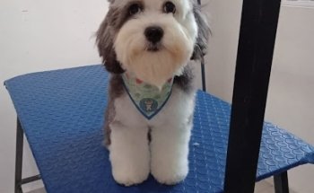 Lalo's Pets CAUCEL. Estética Canina y Hospedaje para mascotas