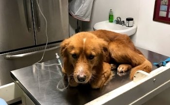 Consultorio Veterinario KANNES