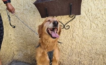 Clinica Veterinaria Doctor Pet-Paw