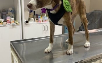 Veterinaria La Ciénega