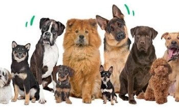 Clinica Veterinaria Animal Pet's