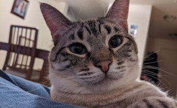 Centro Clínico Veterinario AMA