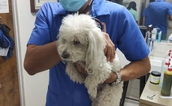 PETS VETERINARY ROAD