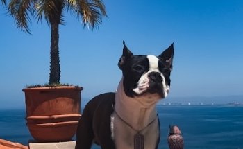 Veterinaria Sabuesos