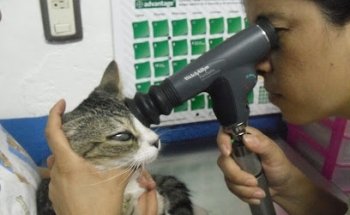 Veterinaria Animaniac