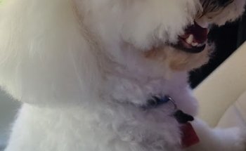 Veterinaria y estética canina AnubisPet