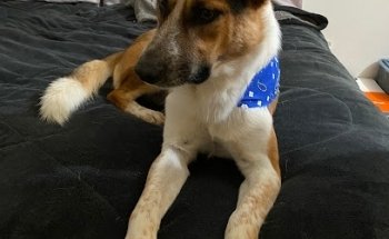 Veterinaria Del Centro