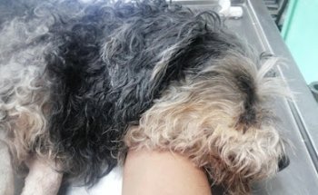 Hospital Veterinario Casa Bastet