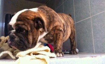 PAWS Veterinary Center