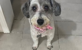 Clínica Veterinaria Granavet