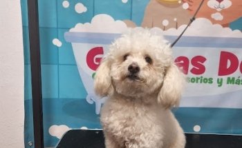 Veterinaria Garritas Dog