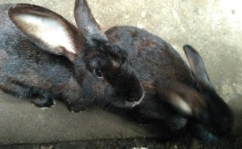 Farmacia Veterianria 