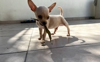 VETERINARIA DR. MANUEL CORREIA Z.