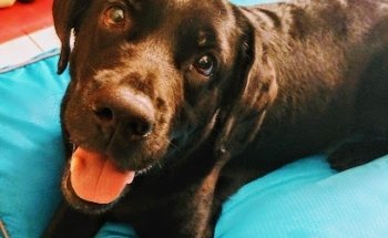 Integral Veterinary Center