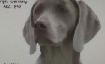 Veterinaria Dominguez