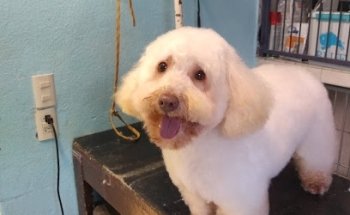 Veterinaria San Francisco de Asís