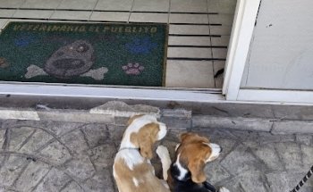 Veterinari el pueblito