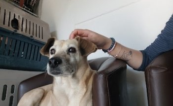 AGUAYO Clinica Veterinaria