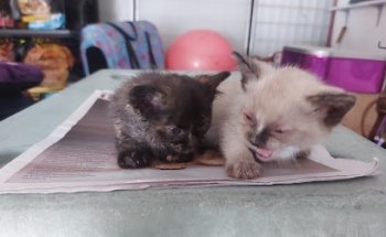 CONSULTORIO VETERINARIO