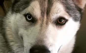 Clínica Veterinaria Reno Pet’s