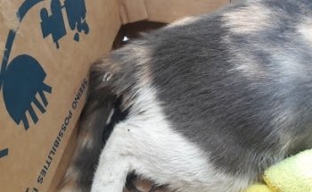 CLÍNICA VETERINARIA COMO PERROS Y GATOS