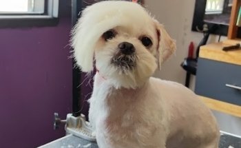 Mirrus Confort para Mascotas