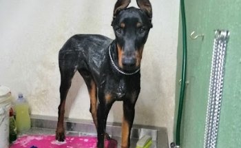 Black Sheep Veterinary office