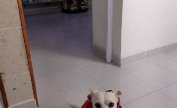 Clínica Veterinaria Peeks and chiens Oriental