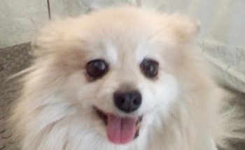 Veterinaria mago zoo